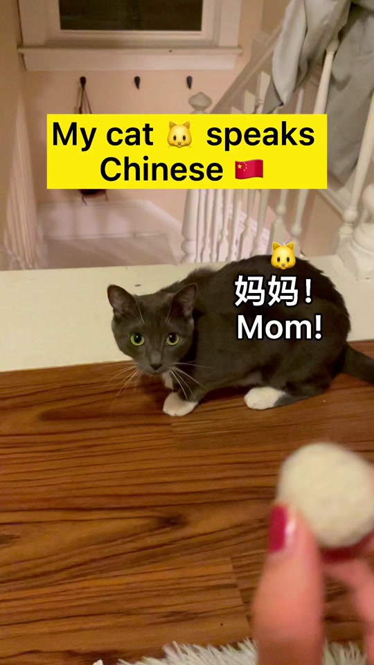 Cat caught hiding toy stash responds only to Chinese
