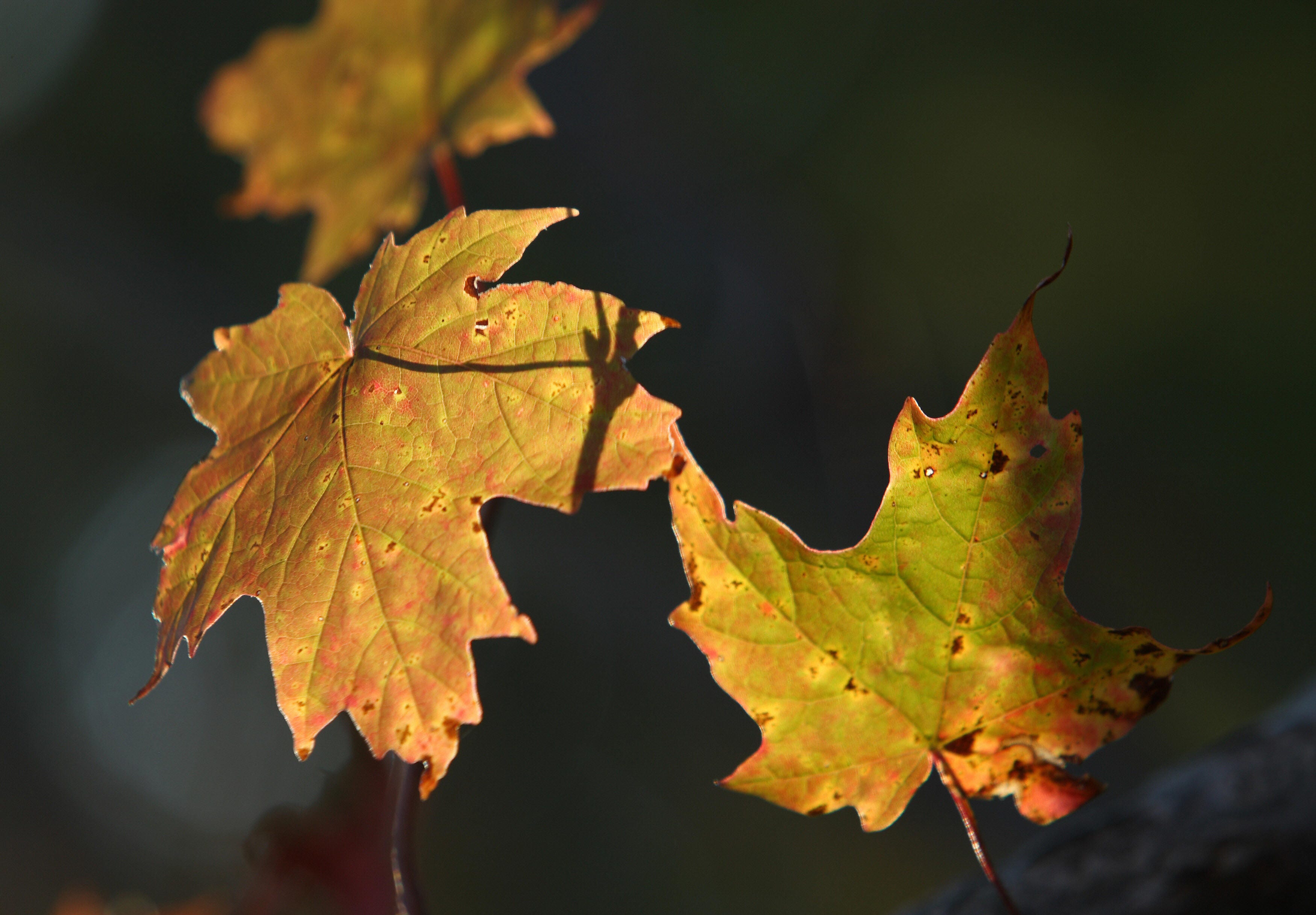 Florida’s fall cooldown and the time change could hit at the same time