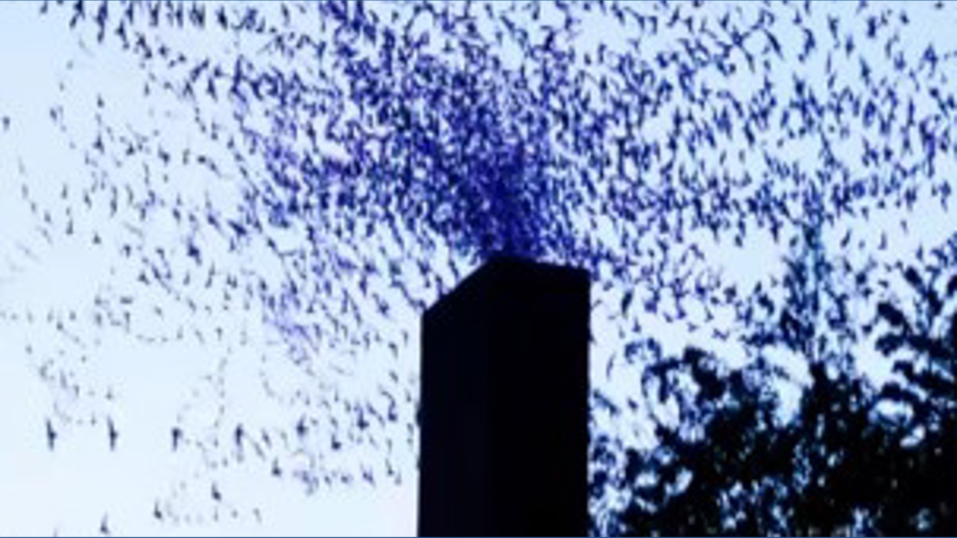 Vaux's swifts return to northeast Portland