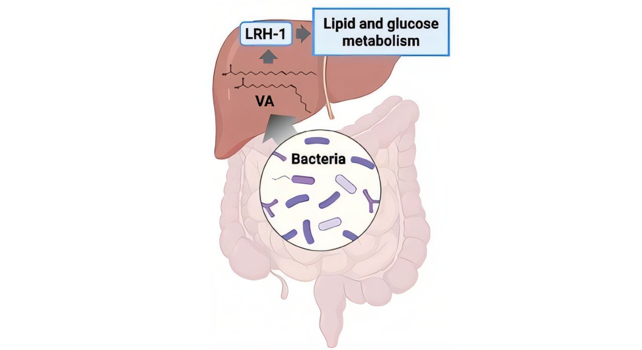 Gut microbe molecule reveals molecular link between microbiome and ...
