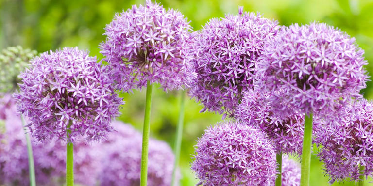 The carefree bulbs to plant this fall for whimsical blooms come spring