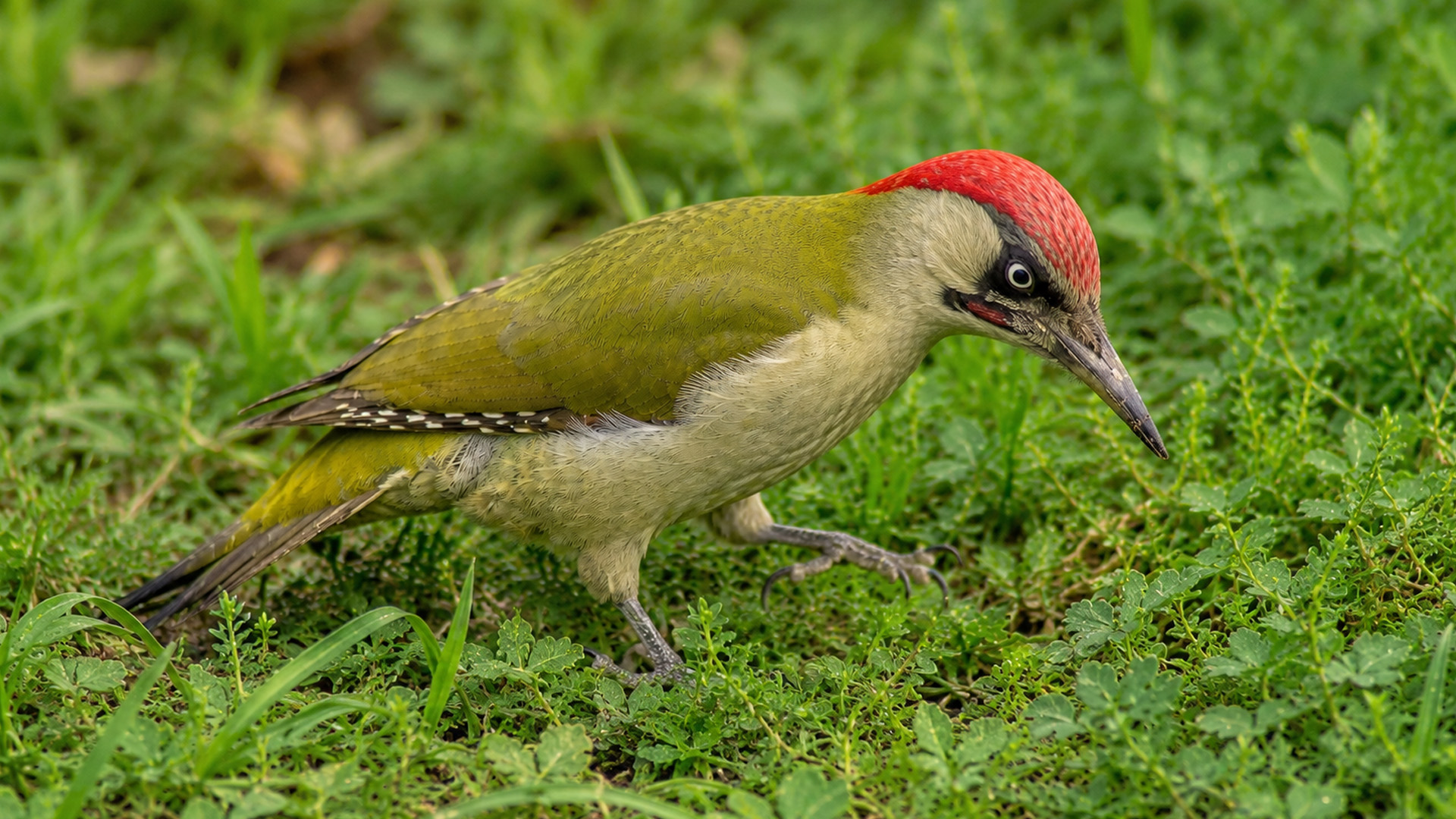 Hidden camera captures a green woodpecker exploring the grass