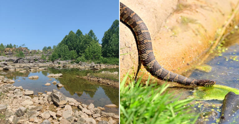 This Missouri lake shore is getting too snake-infested for its own good