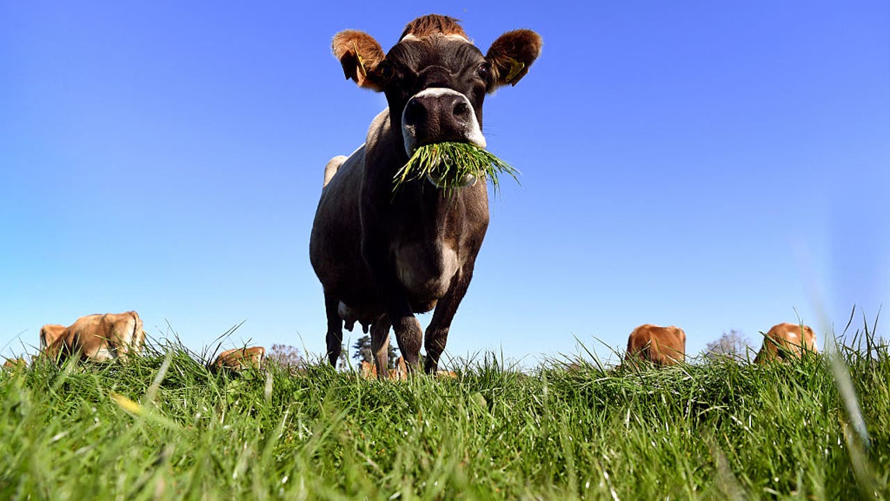 Brown County rabies case: Owner, children, and vets exposed after cow ...