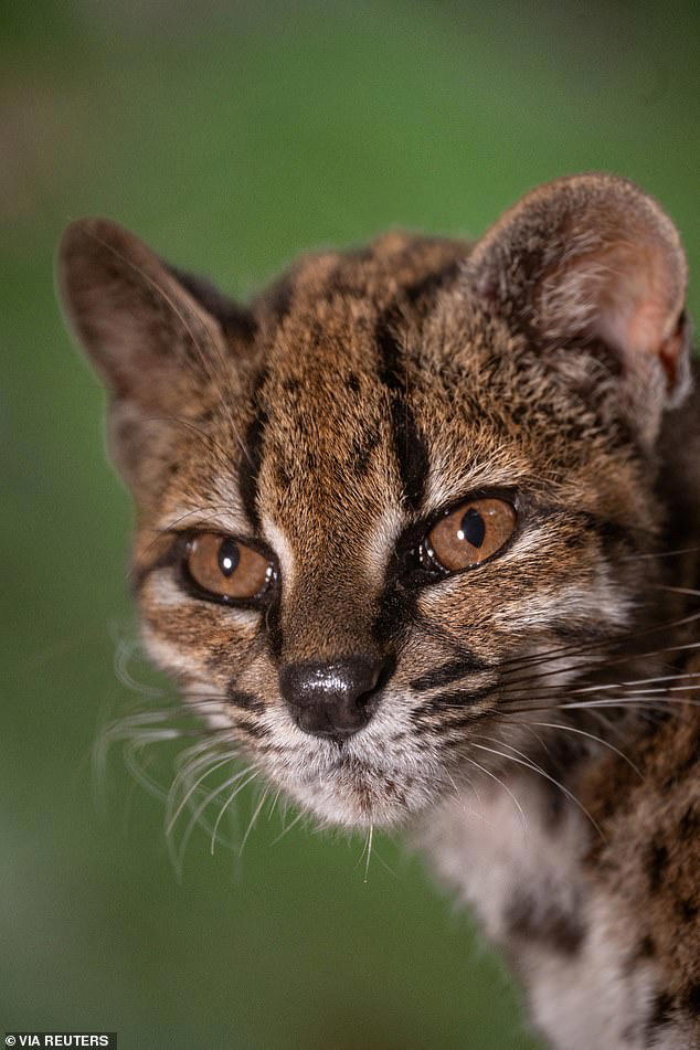 tilcayo-cat-of-bolivia-is-seen-prowling-around-cloud-forest