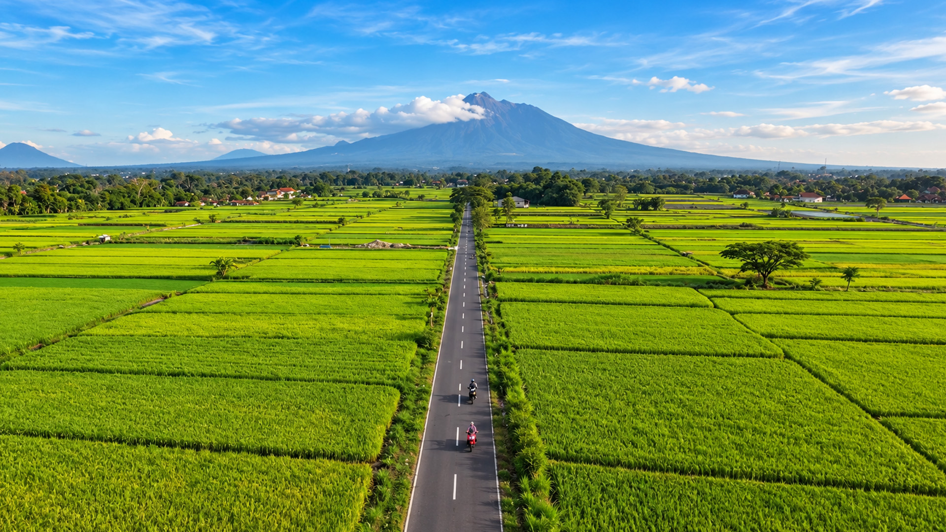 A long road cuts through vast rice fields