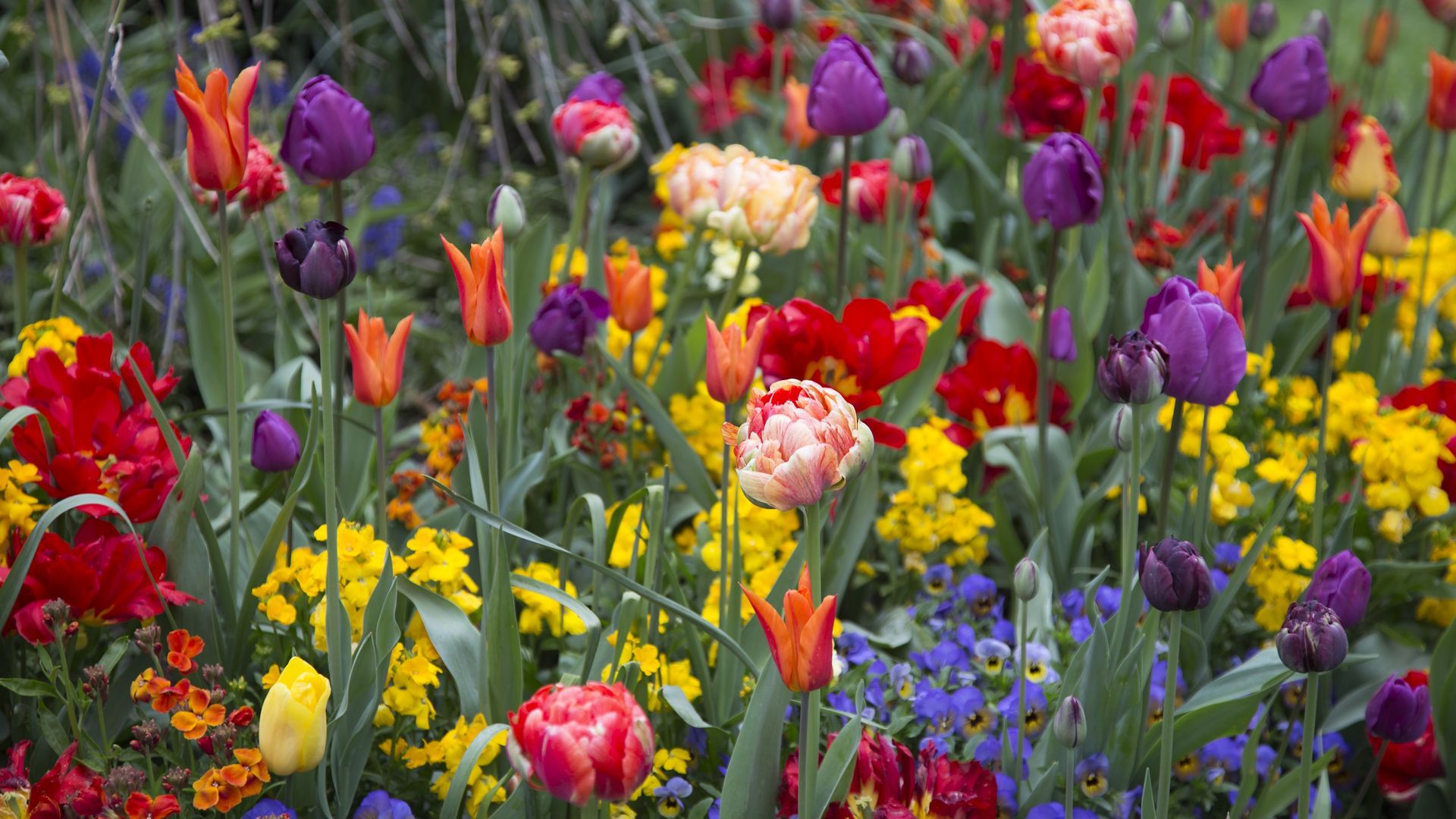 5 spring bulbs garden experts say aren’t worth the trouble and what to ...