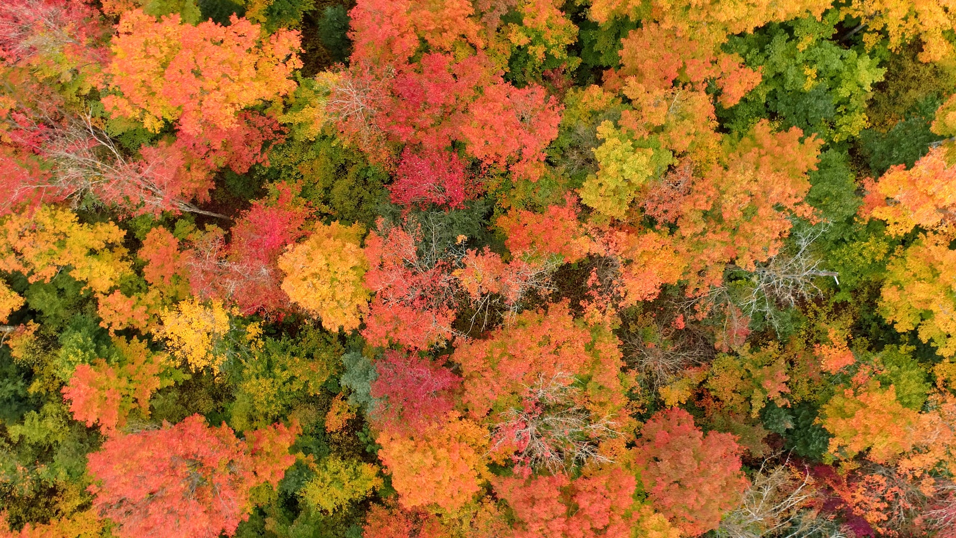 Why leaves change color in fall — and how it’s good for you