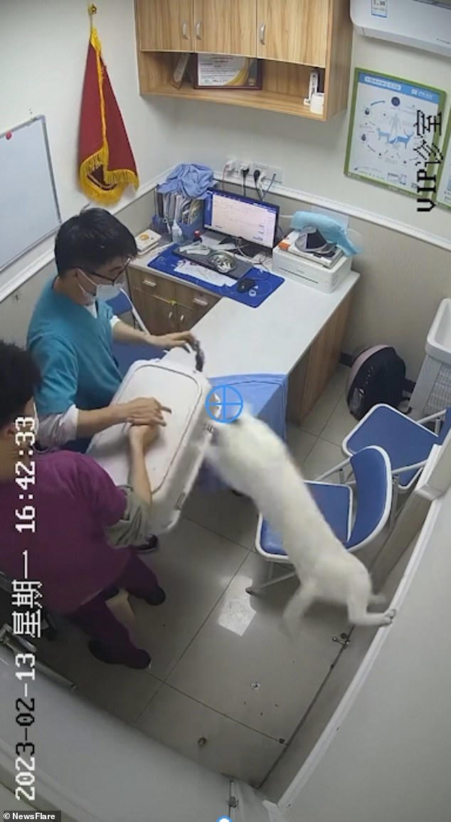 You can't catch me! Moment mischievous cat causes chaos at vets