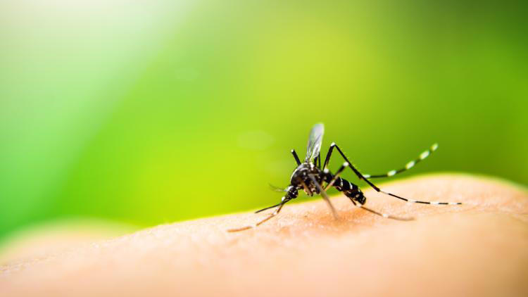 Hillsborough, Pinellas extend states of emergency due to rise in dengue ...