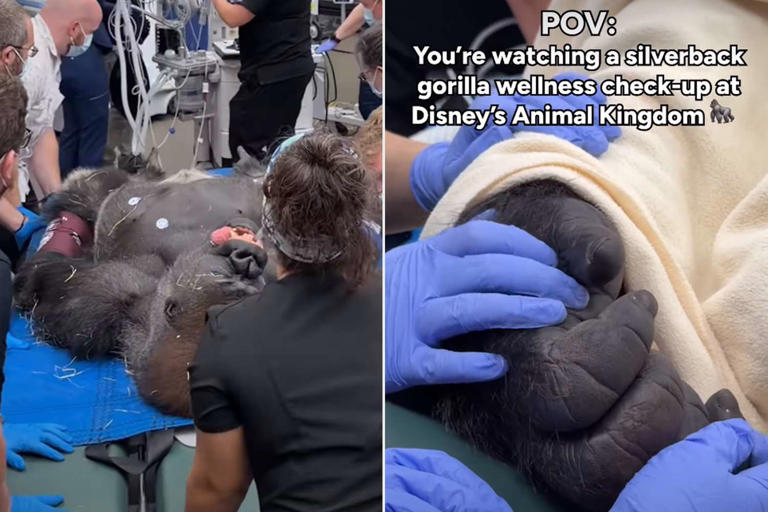 Workers hold silverback gorilla Bakari’s hand during his first wellness ...