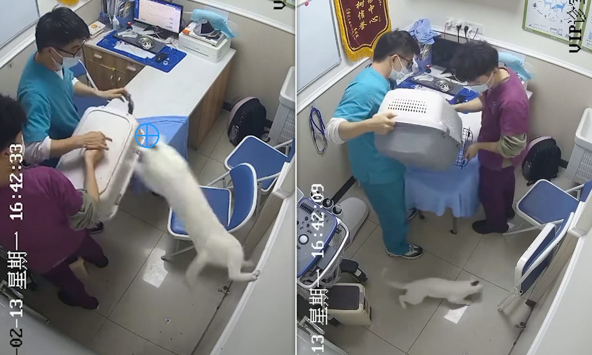 You can't catch me! Moment mischievous cat causes chaos at vets