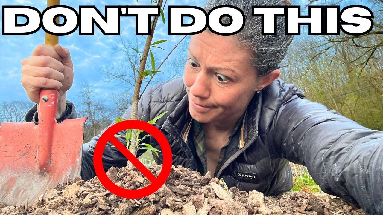 12 fruit tree planting mistakes to avoid