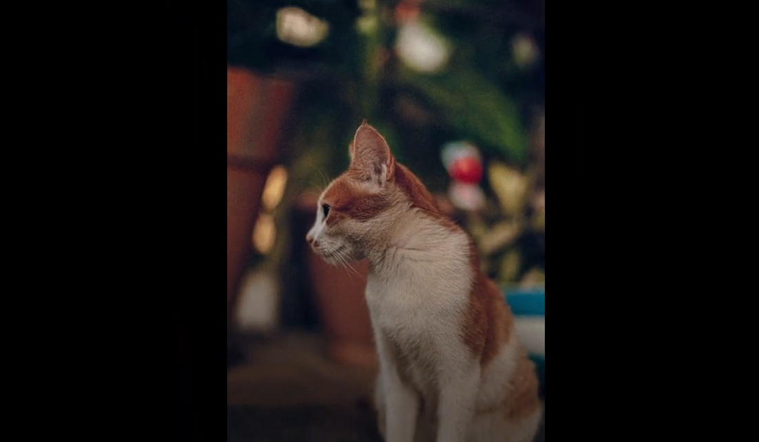 7 Everyday Moments That Make Cats Look Like Professional Photo Models