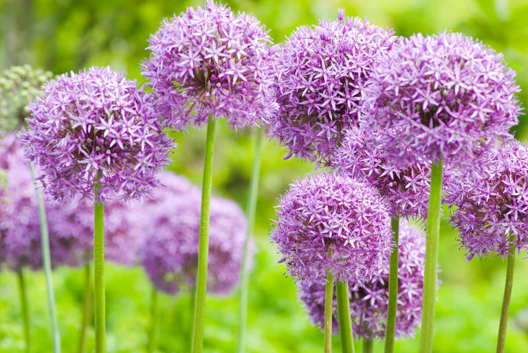 The carefree bulbs to plant this fall for whimsical blooms come spring