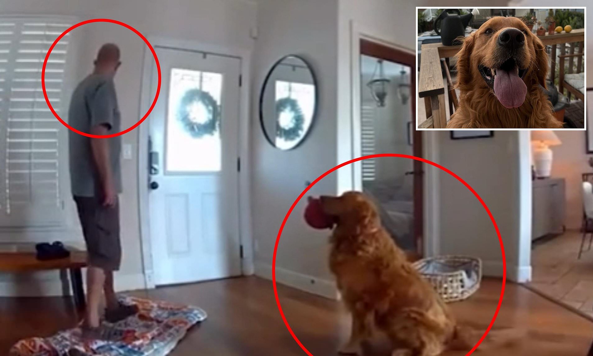 Golden Retriever guard Dog Filmed Trying To Play With Intruder Who 
