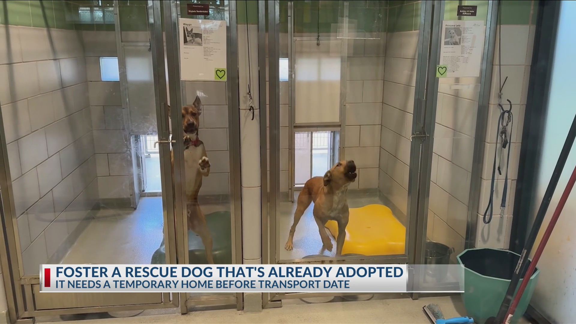 All Kind Animal Initiative seeks foster homes for rescue dogs awaiting ...