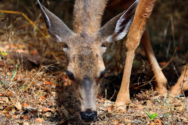 Photos | Deer scamper around in Santa Cruz