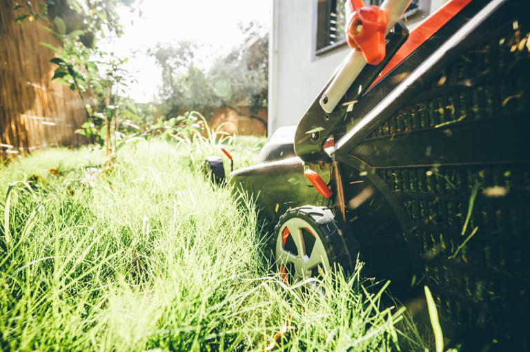 Gardeners urged to stop cutting grass by specific date to avoid winter ...