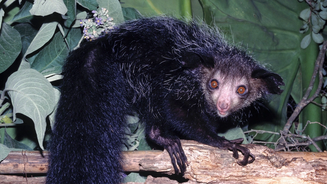 Earth’s most alien-looking creatures hiding in plain sight