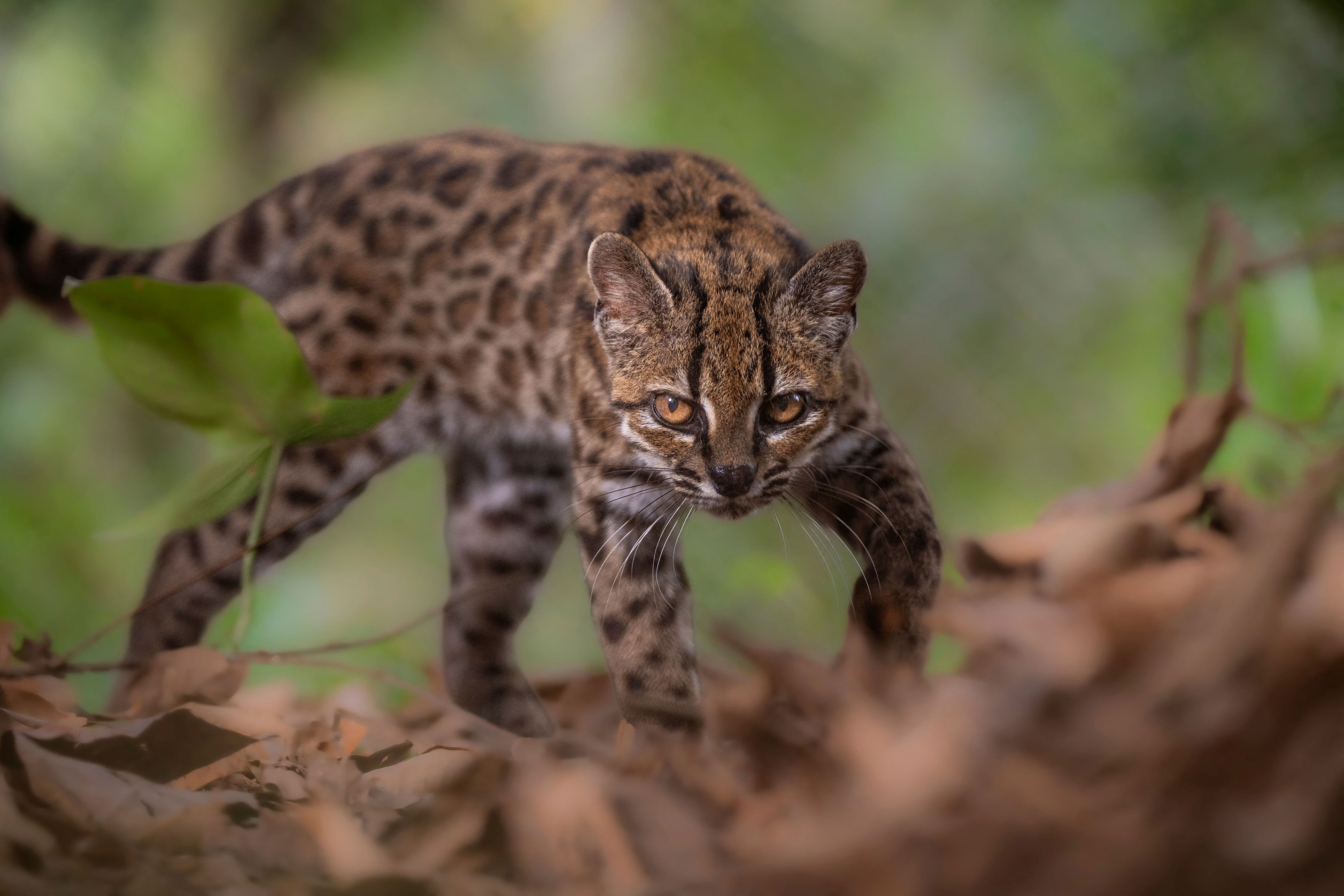 New tiger cat species identified in Bolivia, first in over a century