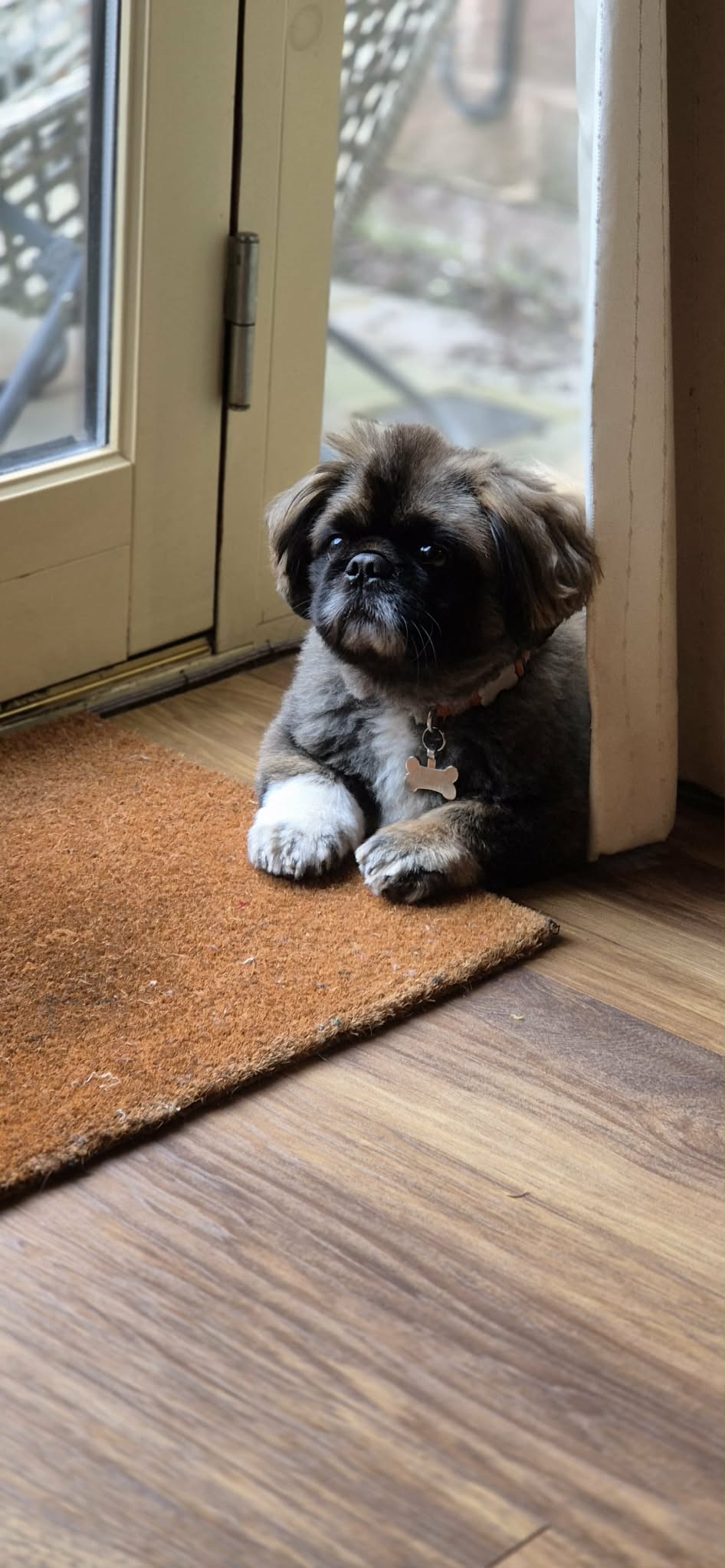 Devastated dog owner renews appeal to find woman after pet dies in ...