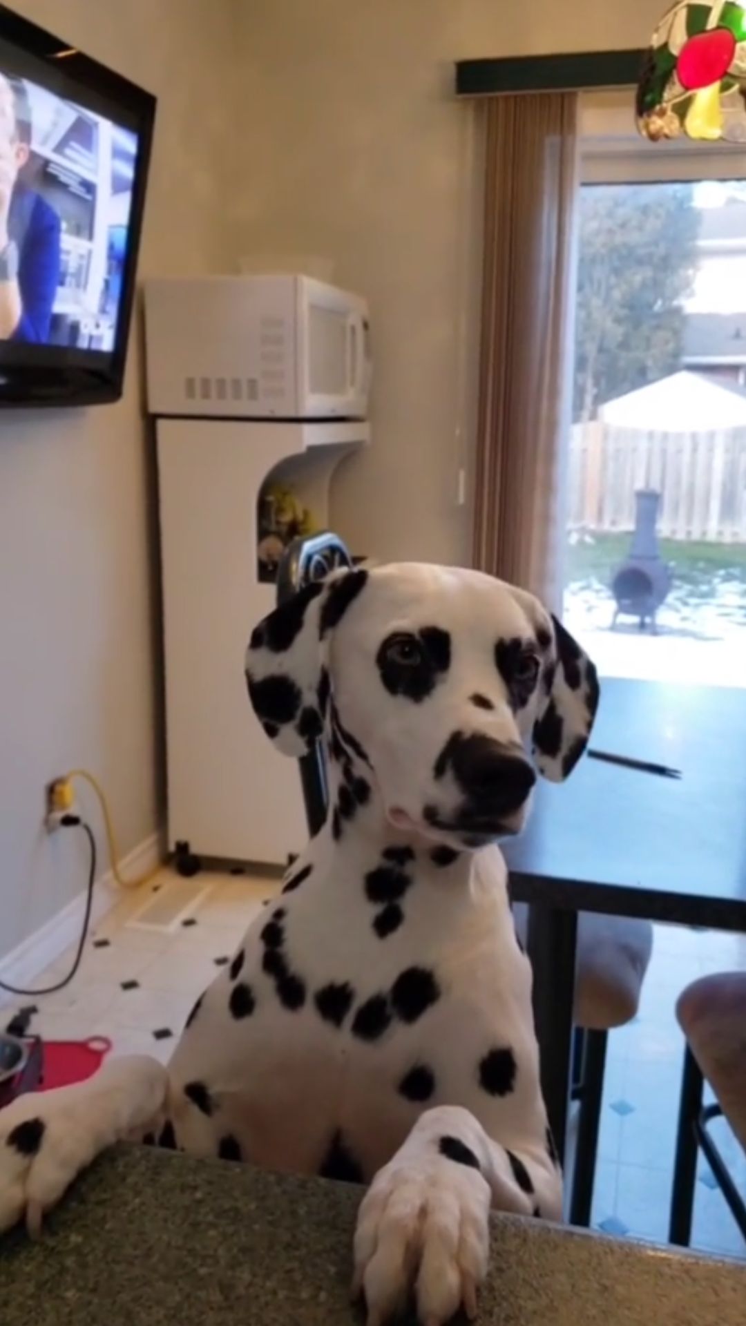 Dalmatian shows off a cute and curious expression