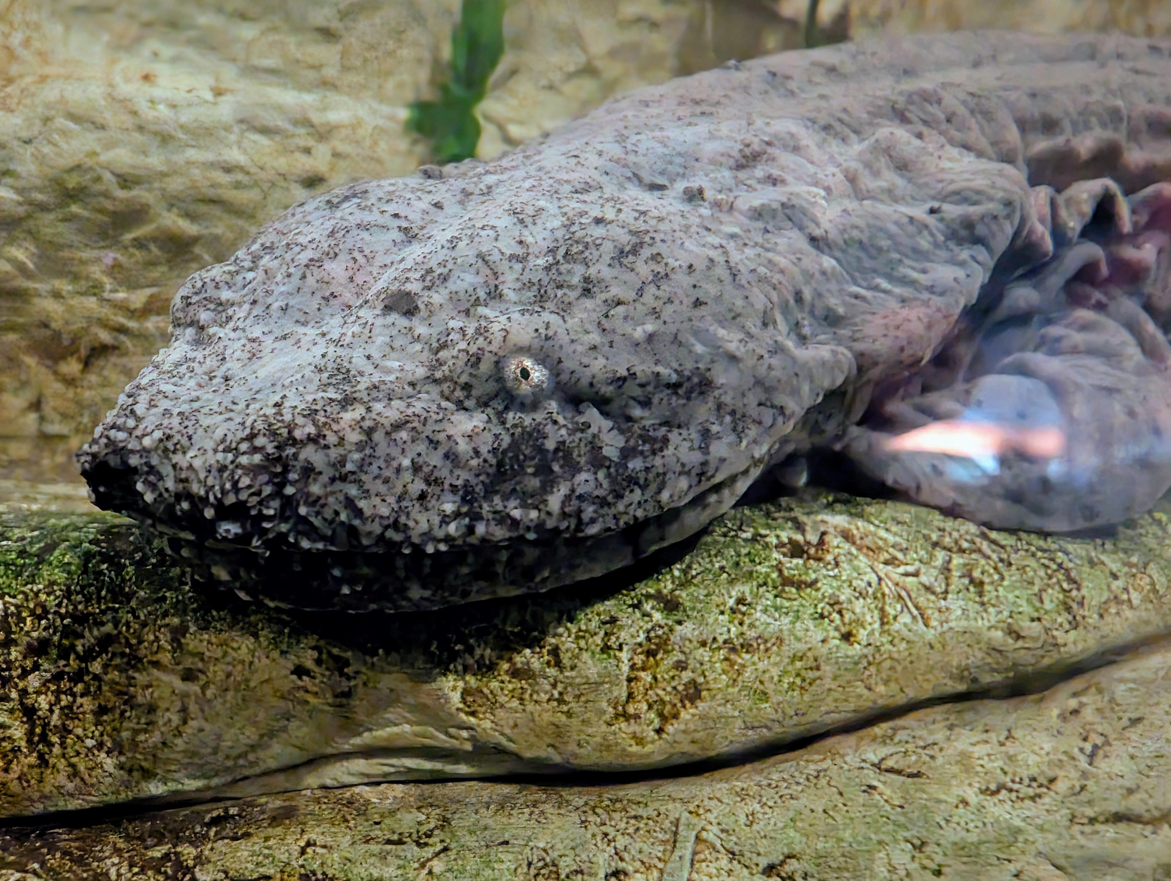 Louisville Zoo joins program to help recovery efforts for rare KY ...