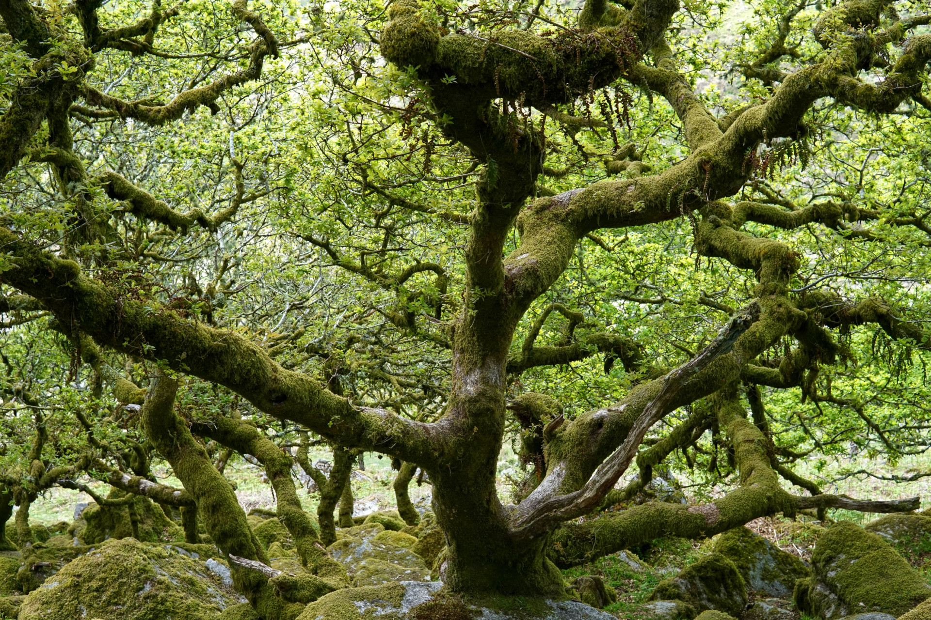 The world’s most haunted forests