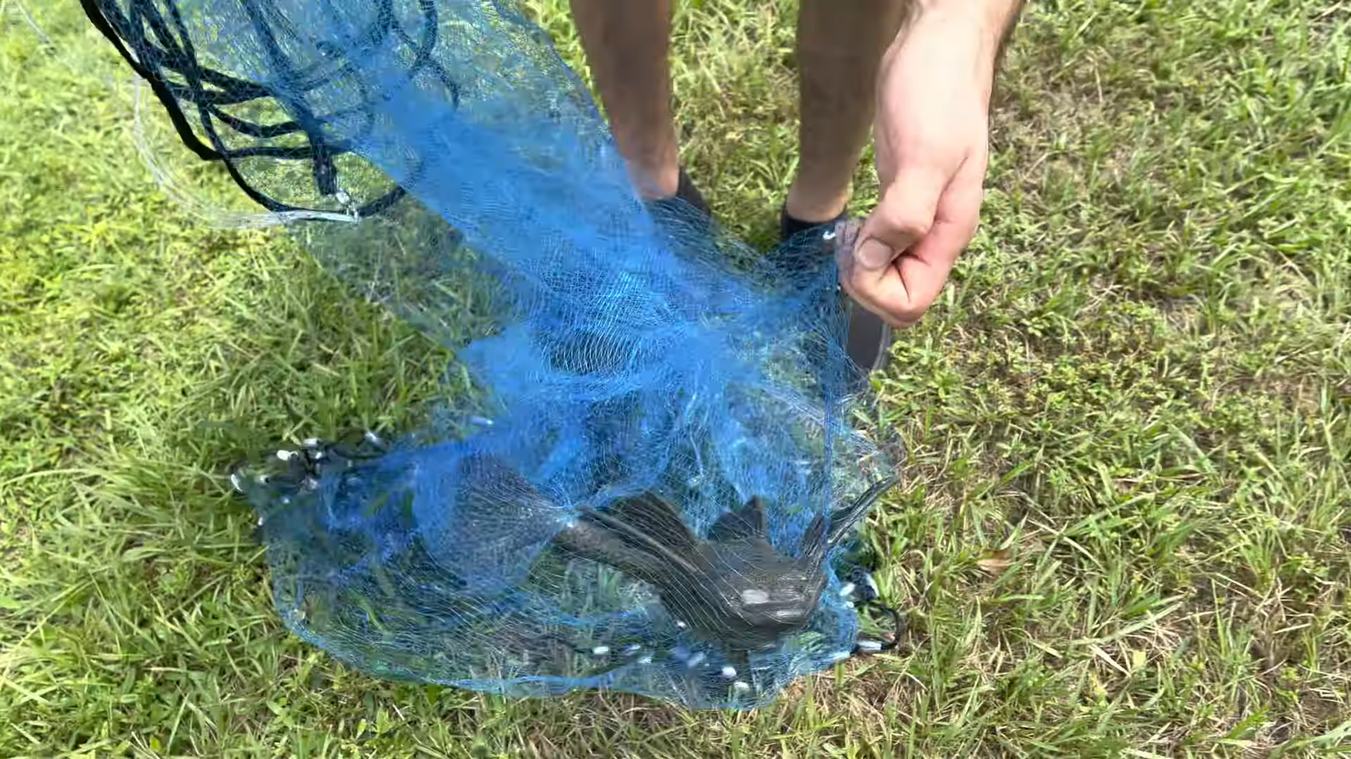 He was feeding fish in his backyard pond until an alien monster fish ...