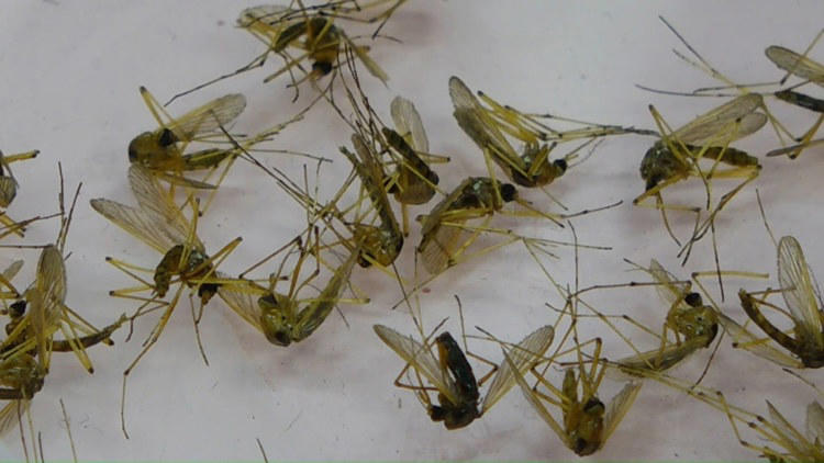 Pinellas, Hillsborough extend states of emergency due to rise in dengue ...
