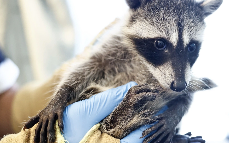 Your guide to baby raccoon encounters