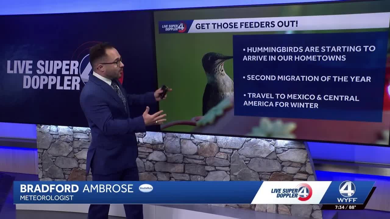 Hummingbird migration underway: When to expect them