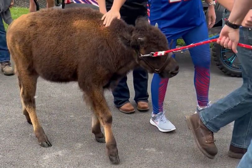 Buffalo Bills slammed over 'disgusting' baby bison act as PETA founder ...