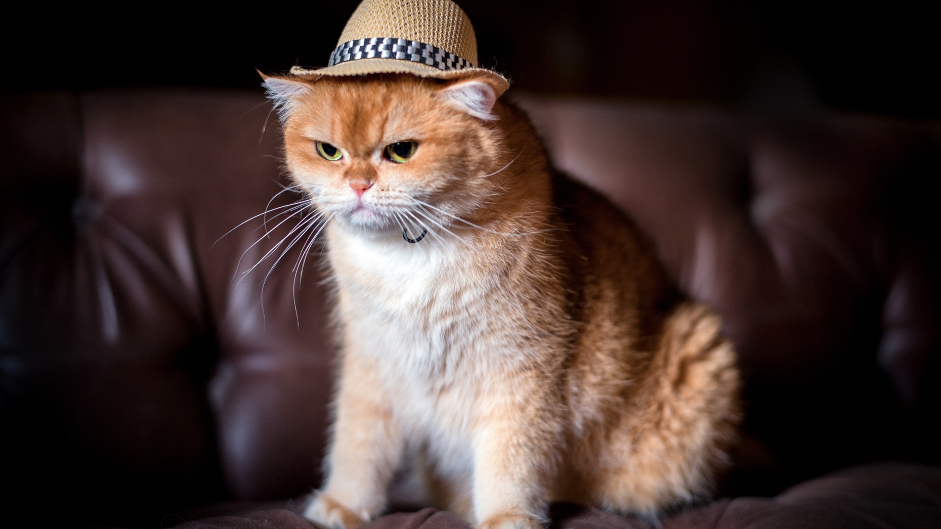 What makes orange cats different? Two studies have the answer
