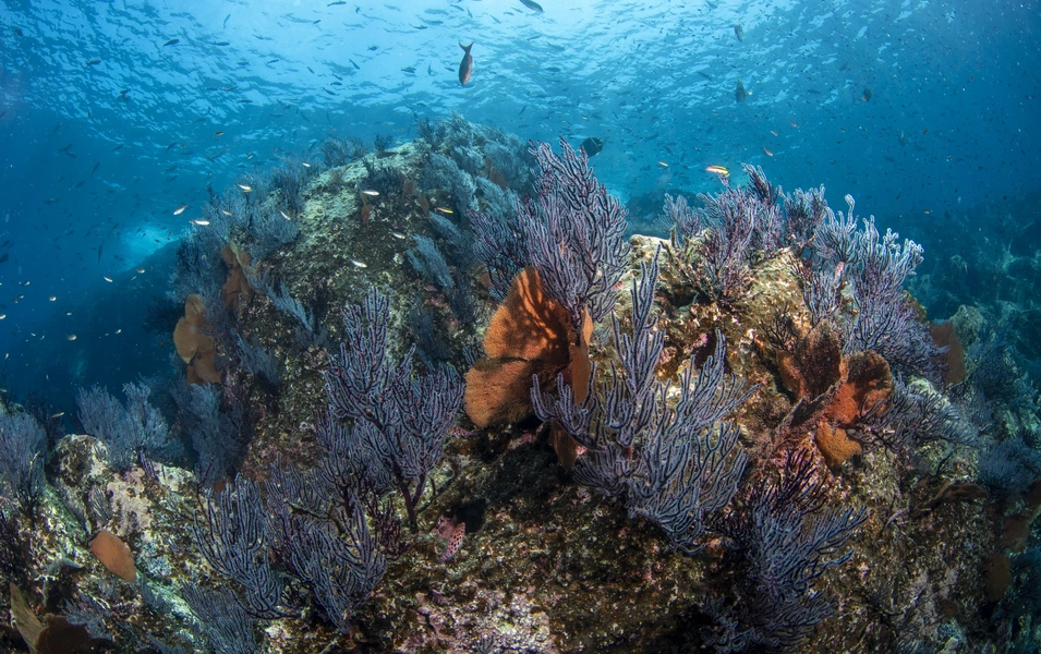 Earth’s most alien-looking creatures hiding in plain sight