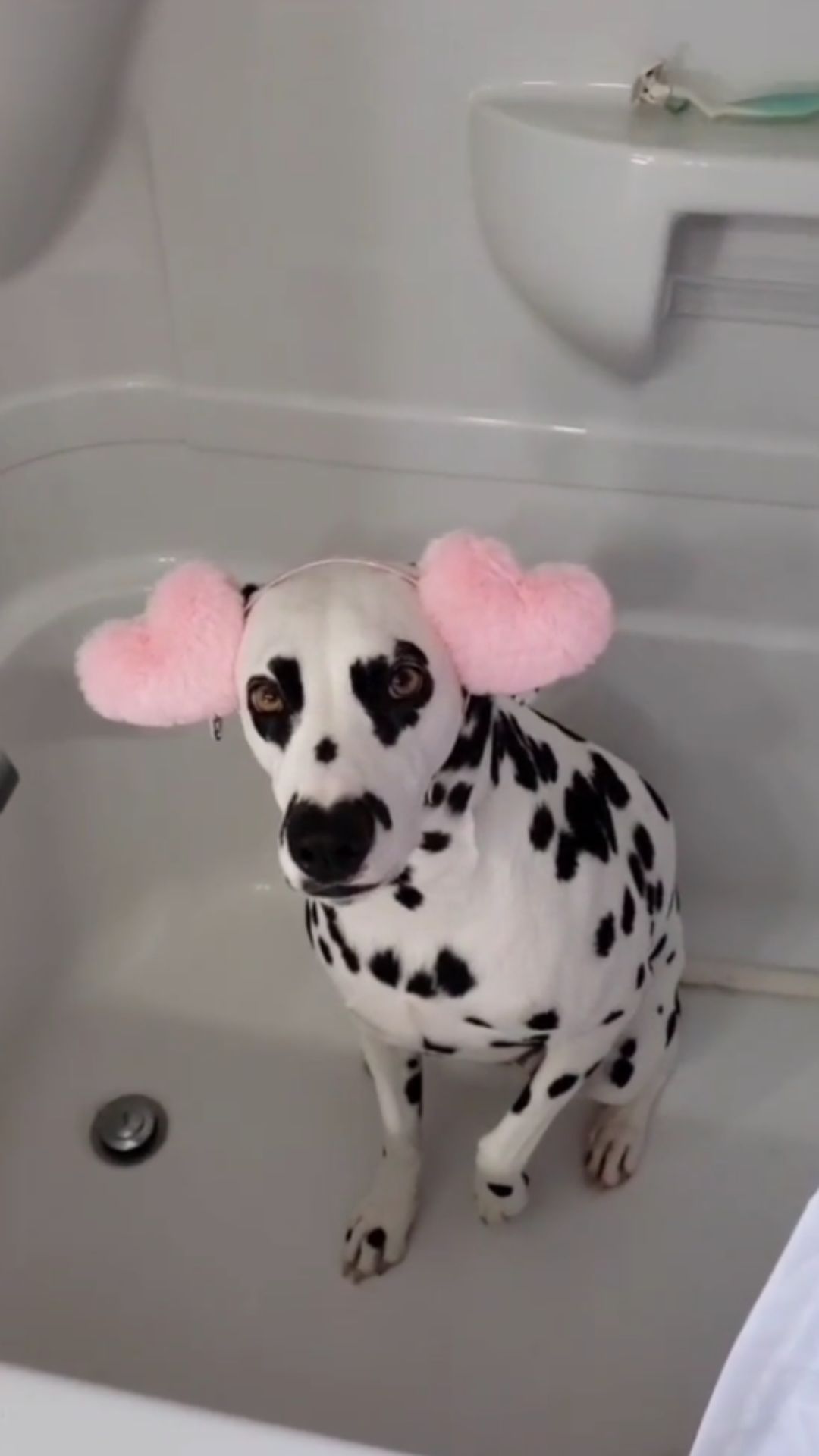 Adorable dalmatian wearing cute pink earmuffs
