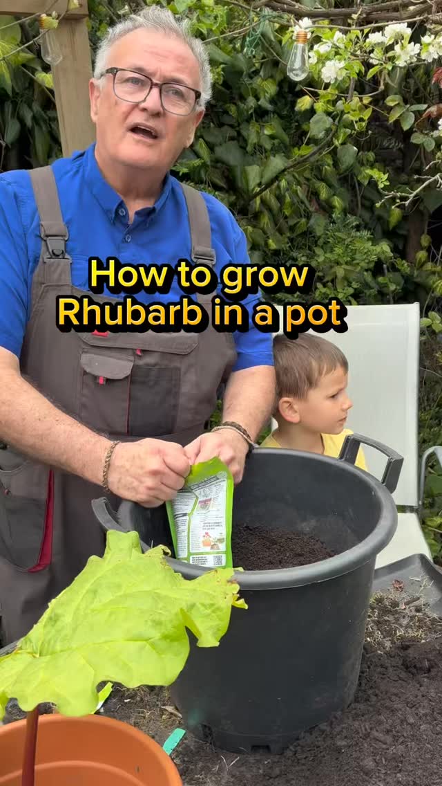 How to grow rhubarb in containers