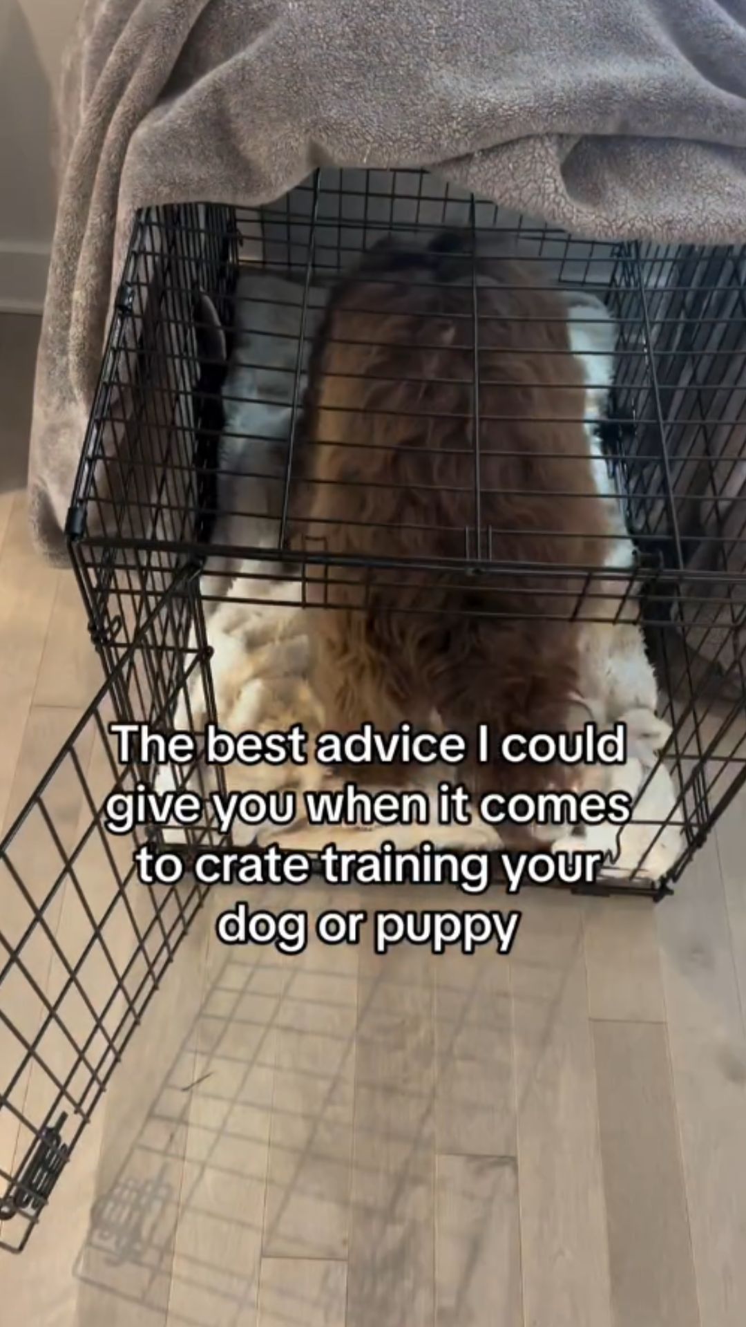 Crate training tips: What finally worked for my dog