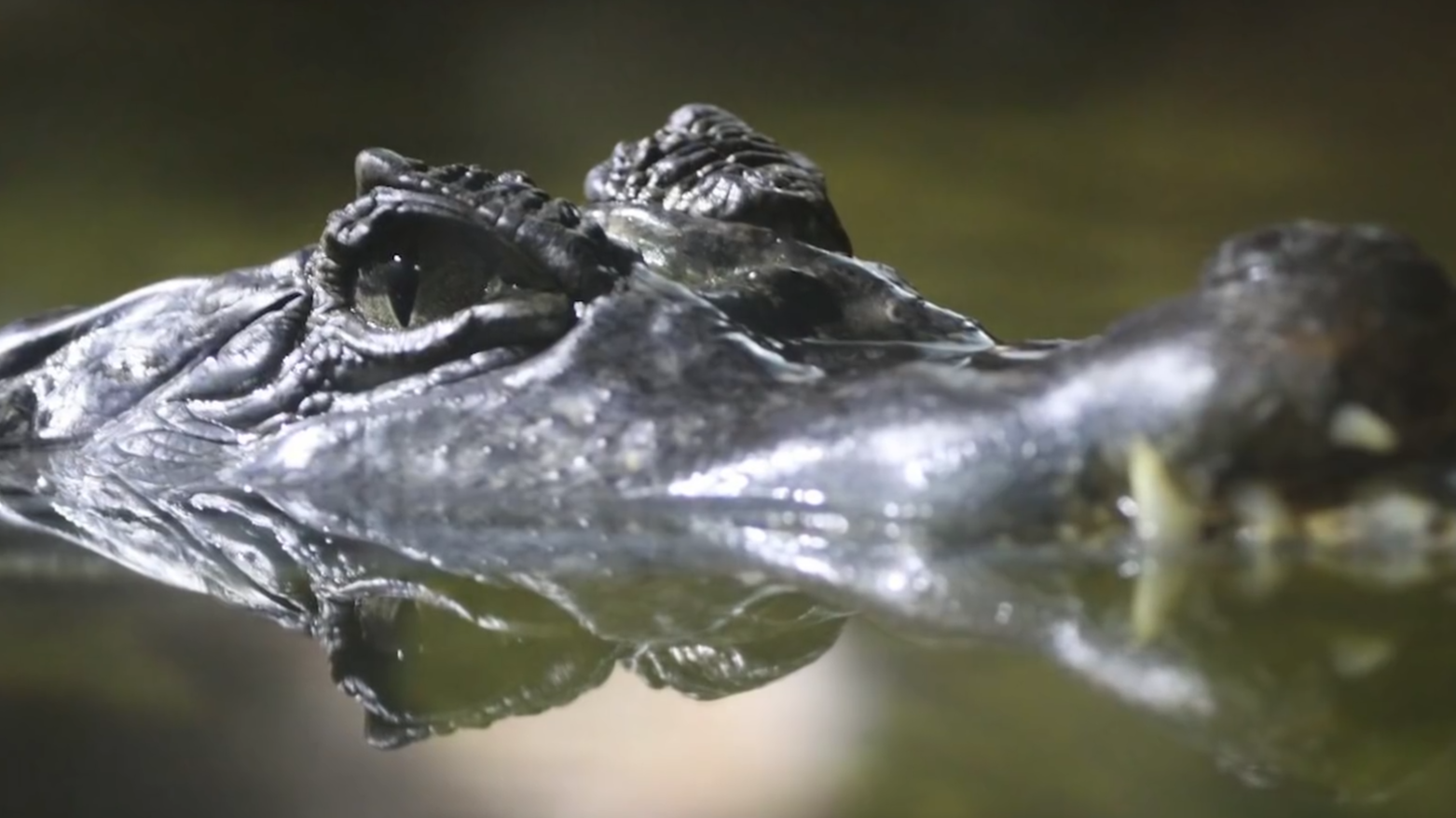 Voici comment un alligator du Mississippi s'est retrouvé en Russie ...