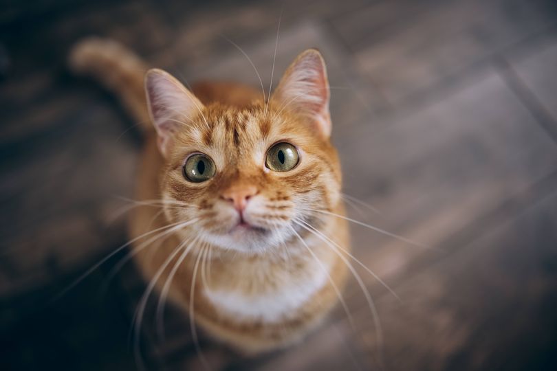 New October key deadline issued for all cat owners across UK