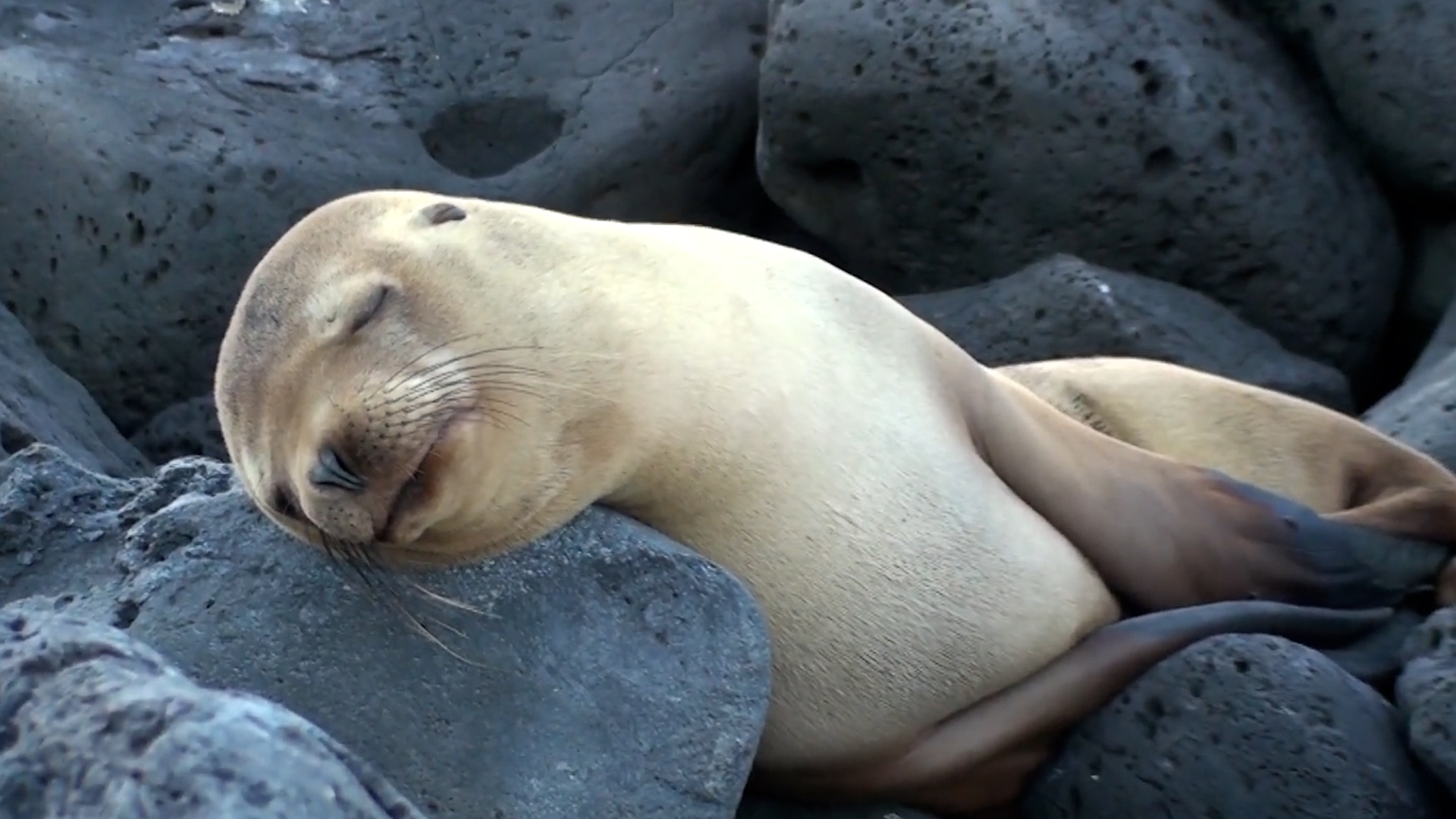 Wild Galapagos | Marine iguanas and giant tortoises up close