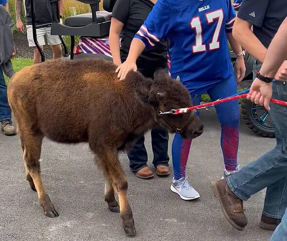 Buffalo Bills baby bison sparks PETA outrage over 'disgusting' mascot stunt
