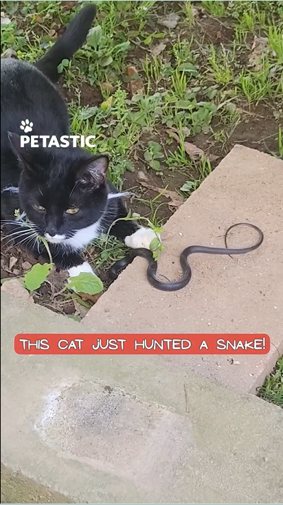 Cat plays with captured black snake in garden encounter