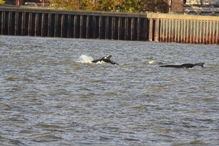 Pod of dolphins spotted swimming in River Thames in Gravesend