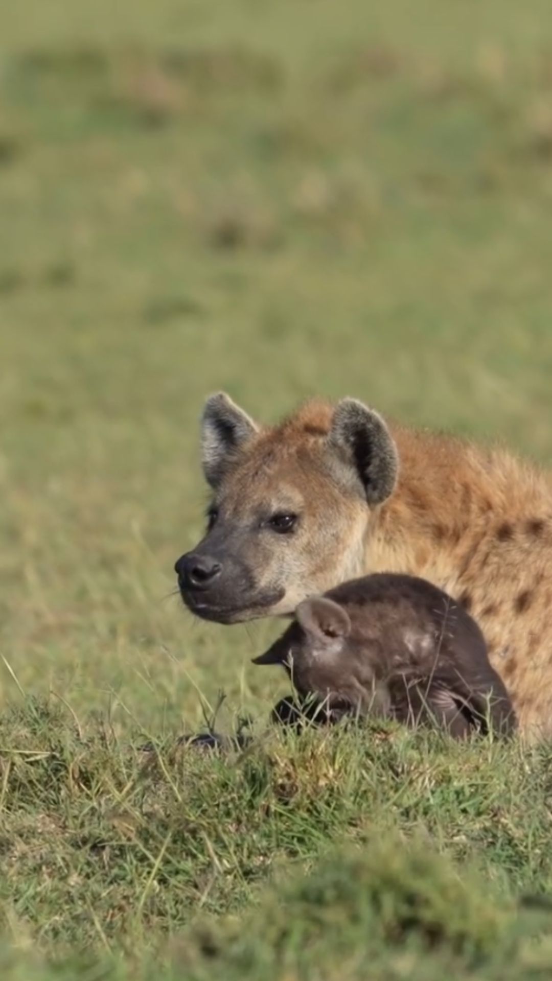Alpha female spotted hyena and her pup in the wild