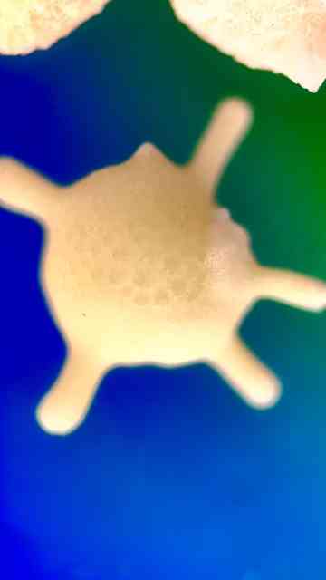 Japanese beach sand under the microscope