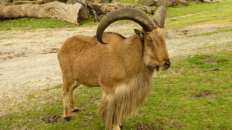 Introduced aoudad threats: Game sheep form hardy US herds; ecologists ...