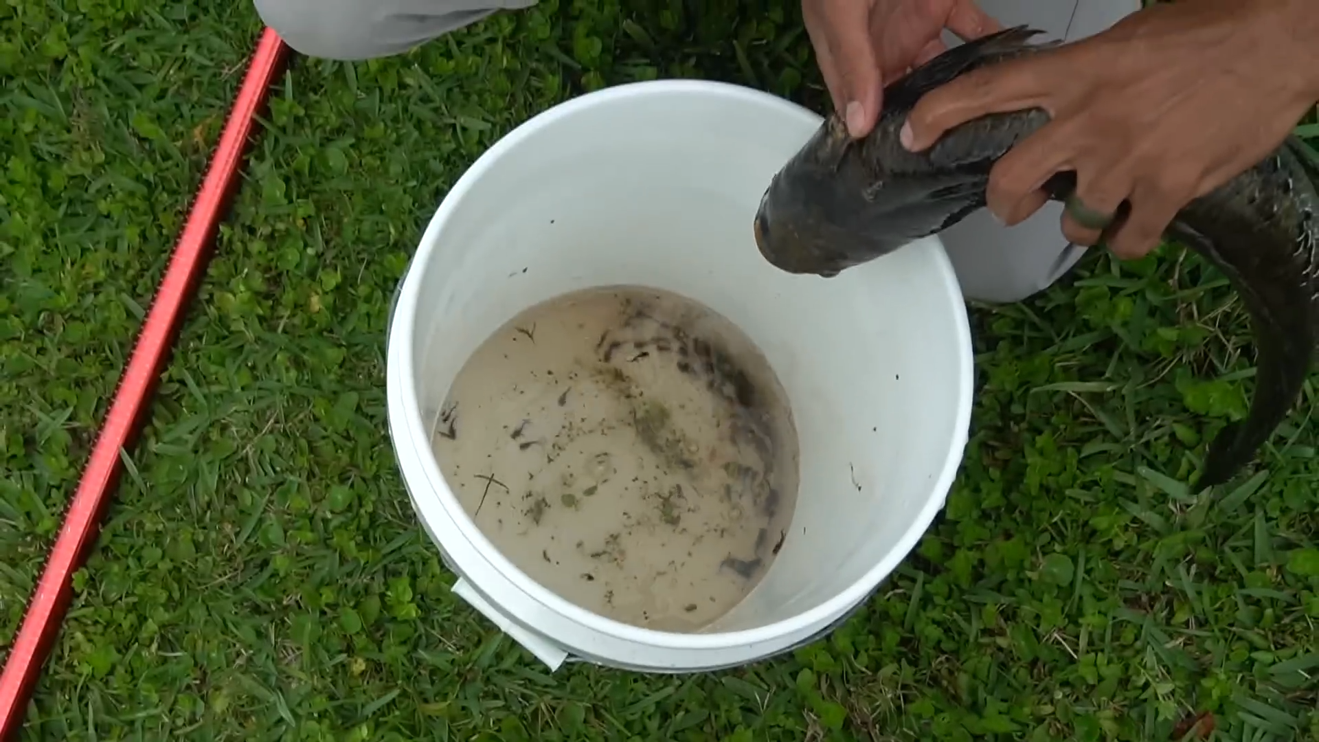 Dead snakehead starts moving… then thousands poured out, caught on camera