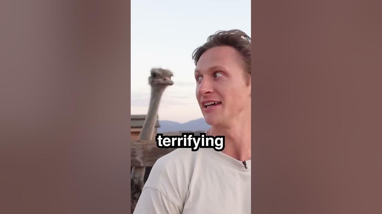 This alpaca spits on human... he got way too close